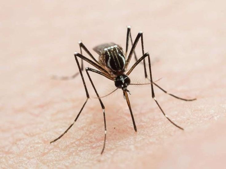 Close-up image of a mosquito feeding on human skin, highlighting the importance of professional Mosquito Pest Control Melbourne services for effective mosquito prevention and protection.