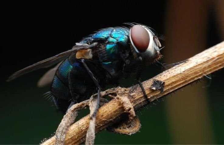 Close-up of a blow fly resting on a branch, highlighting the importance of professional Fly Control Melbourne services to prevent fly infestations and contamination.