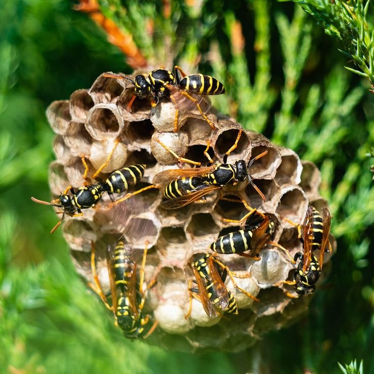 Active wasp nest requiring professional Wasp Nest Removal Melbourne services