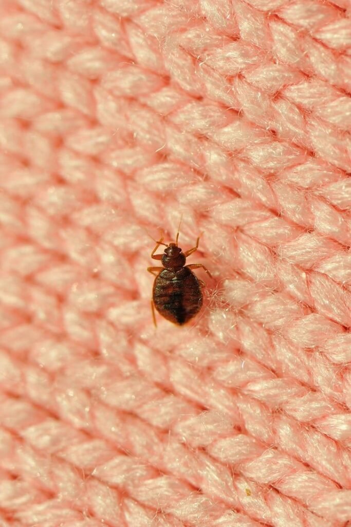 Bed bug on fabric requiring professional Bed Bug Pest Control Melbourne services