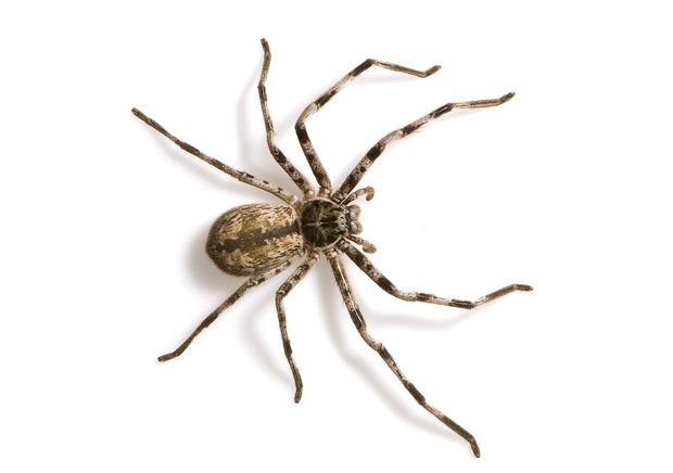 Spider control