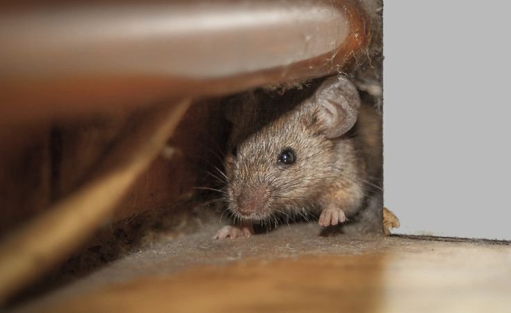 Mouse hiding beneath furniture inside a home, highlighting the need for professional Mice Control Melbourne services to eliminate rodents and prevent indoor infestations.
