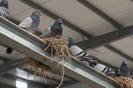bird control melbourne