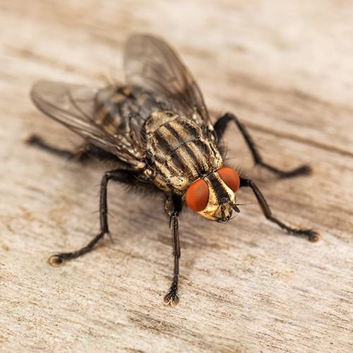 Close-up of a common house fly on a wooden surface, highlighting the need for professional Fly Control Melbourne services to eliminate flies and prevent infestations.