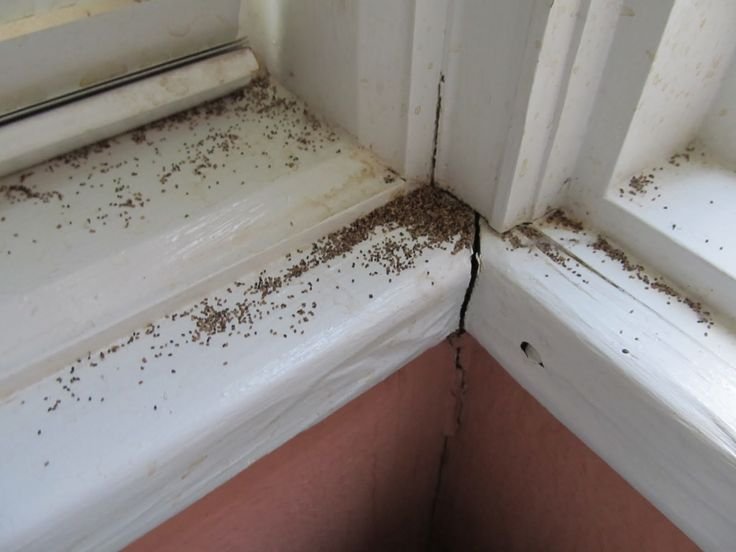 Licensed technician performing termite treatment after a Termite Inspection Melbourne