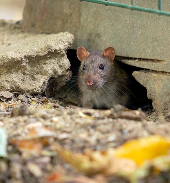 Mouse emerging from a small foundation opening, highlighting the need for professional Mice Control Melbourne services to eliminate rodents and seal entry points.