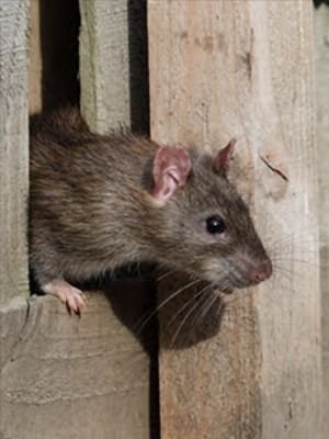 Rat emerging through a wooden fence opening, highlighting the need for professional Rodent Pest Control Melbourne services to eliminate rodents and seal property entry points.