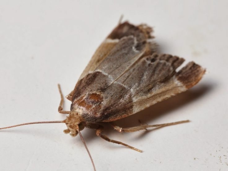 Moth cocoon requiring professional Moth Control Melbourne services