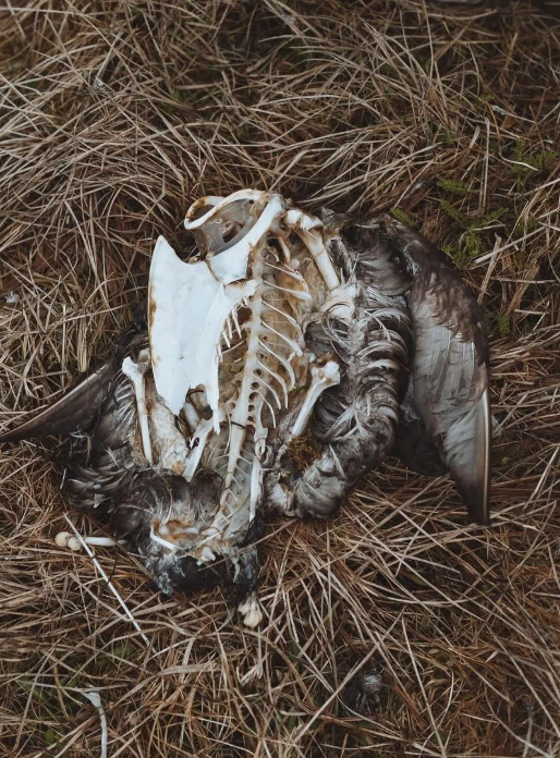 dead animal