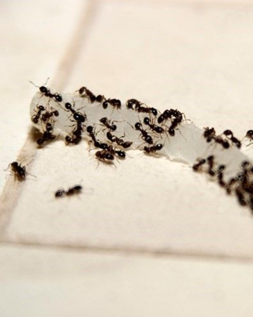 Close-up of ants following an active trail indoors, highlighting the need for professional Ant Control Melbourne services to eliminate ant infestations and prevent recurring activity.