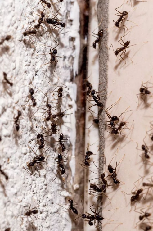 Large colony of black ants travelling through wall cracks, highlighting the need for professional Ant Control Melbourne services to eliminate hidden ant nests and prevent recurring infestations.