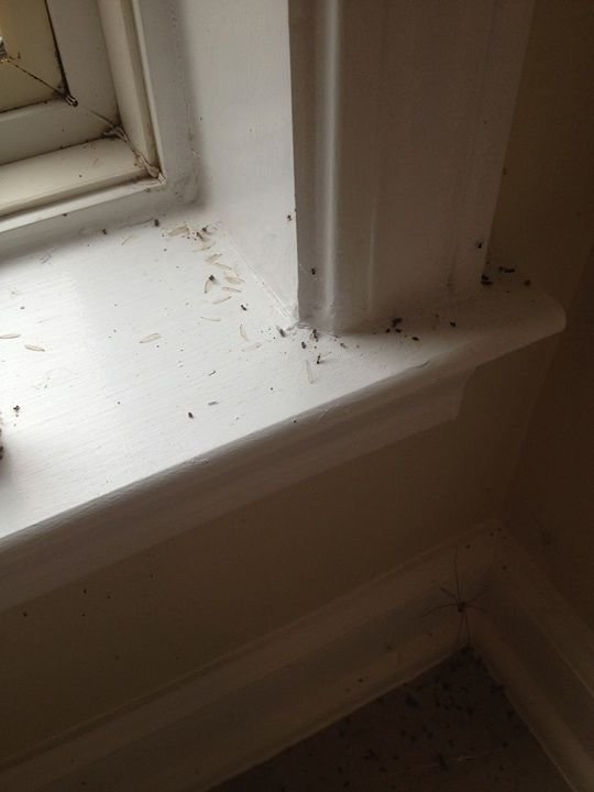 Signs of termite activity found during a Termite Inspection Melbourne service
