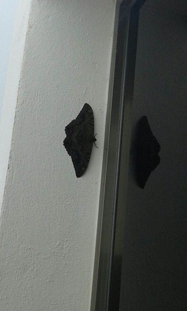 Moth infestation requiring professional Moth Control Melbourne treatment