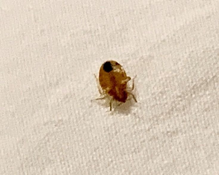 Close-up of a bed bug requiring professional Bed Bug Pest Control Melbourne