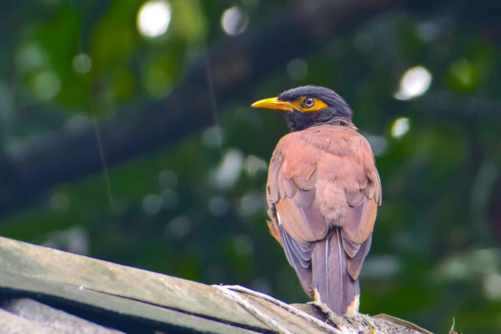 signs of indian myna control