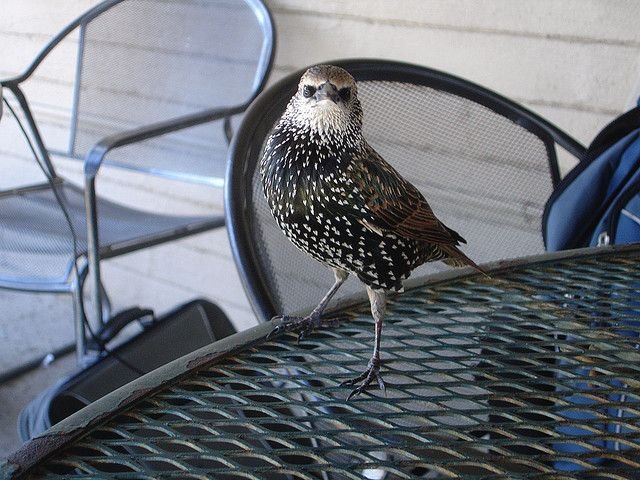 starling