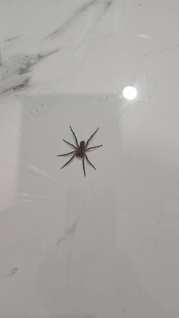 Close-up image of a spider on an indoor tiled floor, highlighting the need for professional Spider Pest Control Melbourne services to safely remove spiders and prevent future infestations.