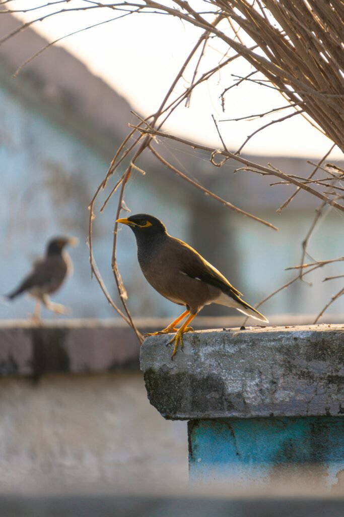 Indian myna bird perched on a residential roof edge near nesting materials, highlighting the need for professional Indian Myna Pest Removal Melbourne services to prevent nesting and property damage.