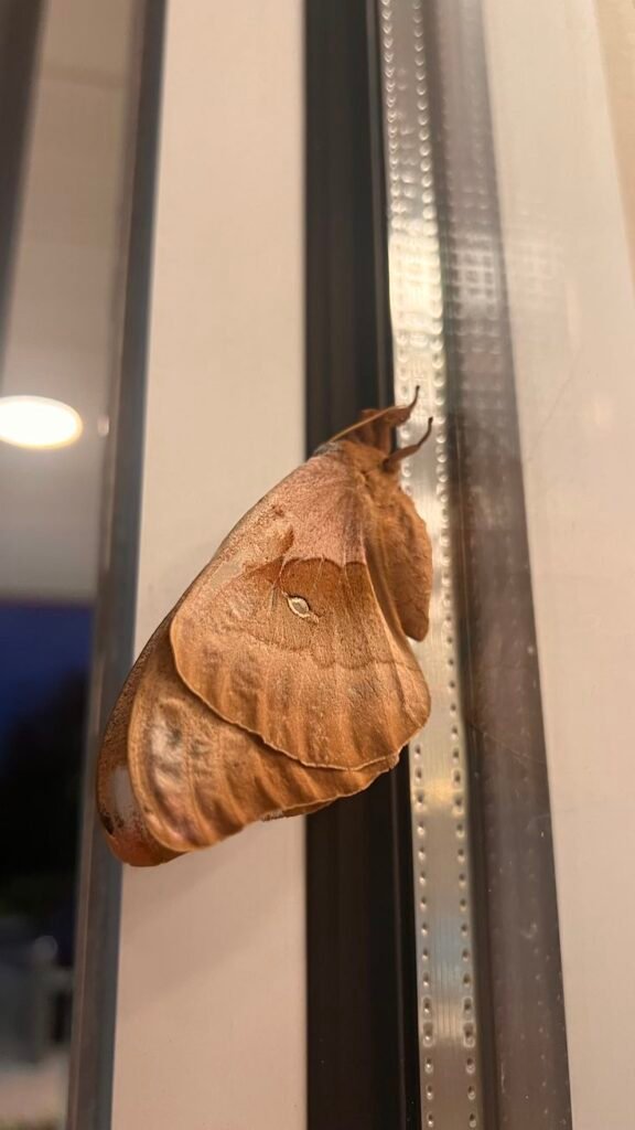 Licensed Moth Control Melbourne technician applying professional treatment