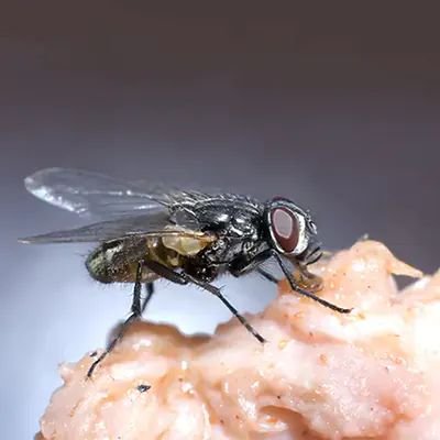 Close-up of a house fly feeding on food, demonstrating why professional Fly Control Melbourne services are essential to prevent contamination and protect homes and businesses.