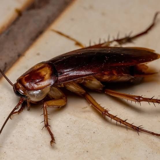 cockroach control