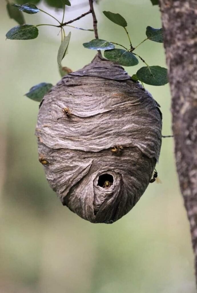 Paper wasp nest requiring safe removal in Melbourne