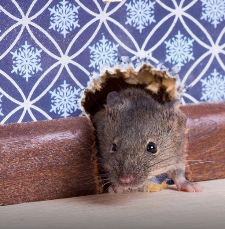 Mouse emerging through a hole in an interior wall, highlighting the need for professional Mice Control Melbourne services to eliminate rodents and seal entry points.
