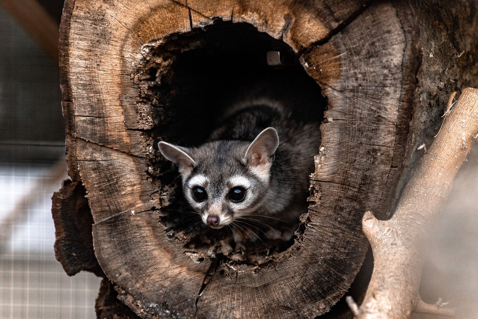 Dead possum removal Melbourne and wildlife management services