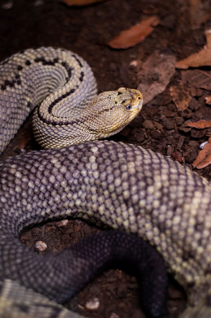 snakes