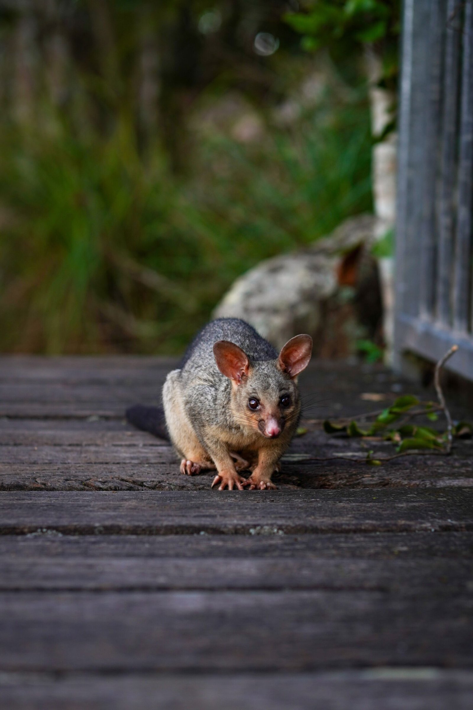 possum