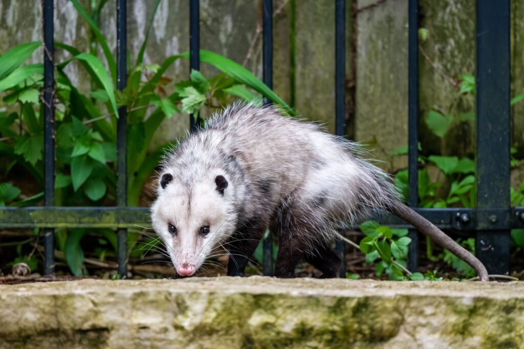 Professional Possum Pest Control Melbourne wildlife inspection