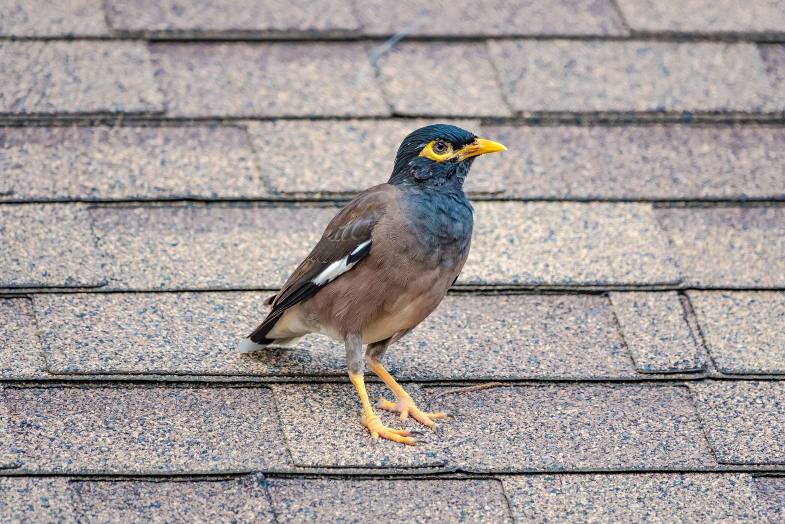 Indian myna bird on a residential roof in Melbourne requiring professional Indian Myna Pest Removal Melbourne services to prevent nesting, noise, property damage, and ongoing bird infestations.