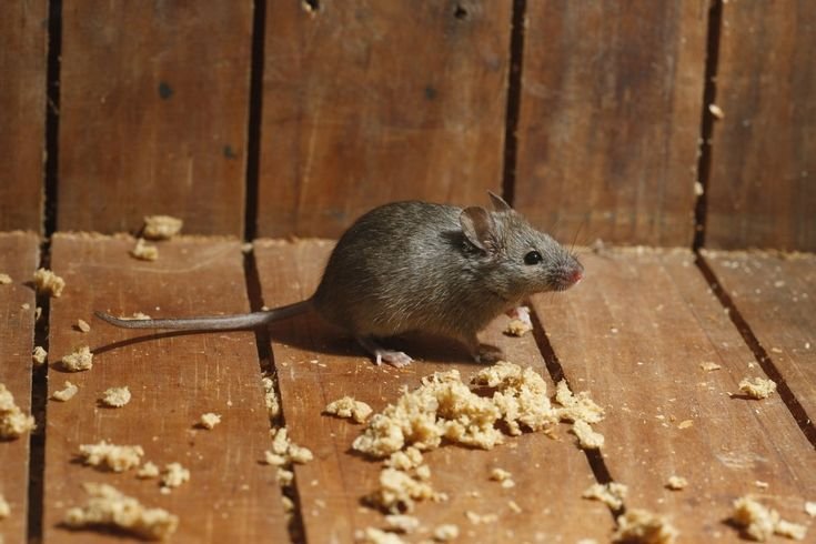 Mouse feeding on food crumbs indoors, highlighting the need for professional Rodent Pest Control Melbourne services to eliminate rodents and prevent food contamination.