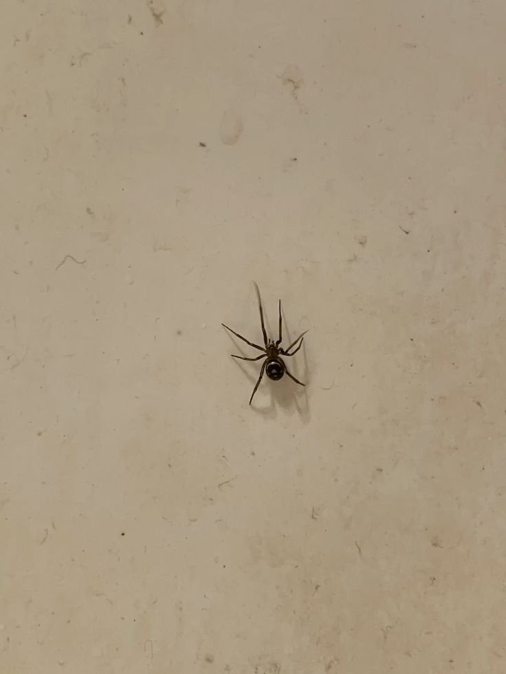 Close-up image of a spider on an indoor wall, highlighting the need for professional Spider Pest Control Melbourne services to safely identify and remove spiders.