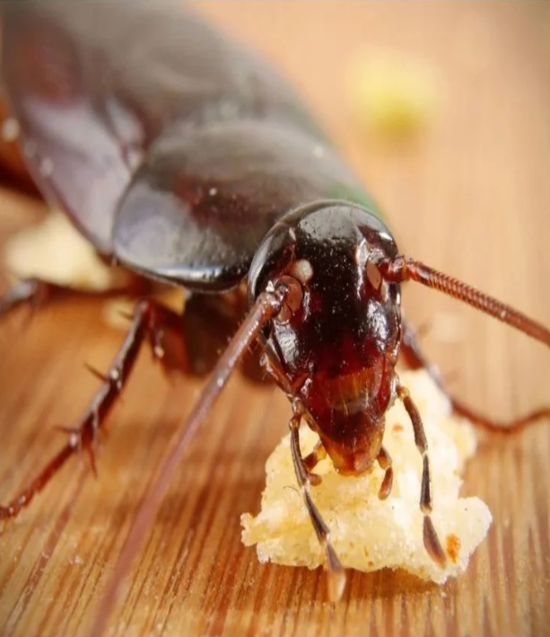 Close-up of a cockroach feeding on food crumbs, highlighting the need for professional Cockroach Pest Control services to eliminate infestations and prevent contamination.