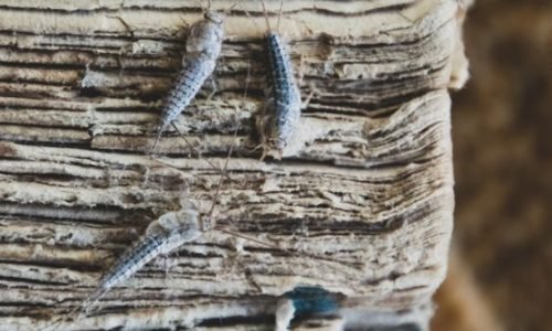 Silverfish,Three,Pieces,On,The,Torn,Cover,Of,An,Old