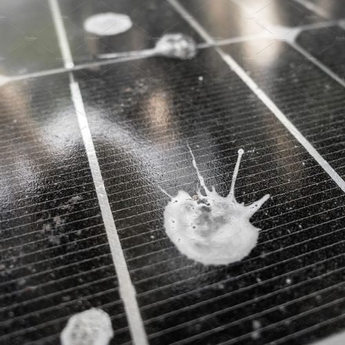 Starlings Control Melbourne