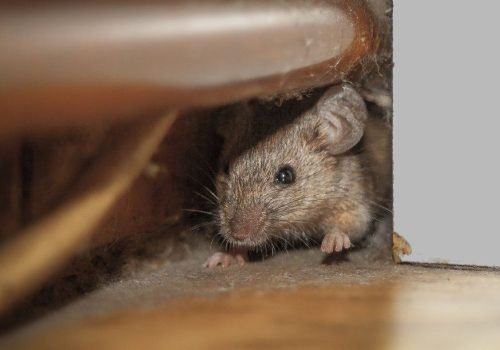 Close up shot of mouse peeking out of the dusty hole behind white furniture and under copper pipe.  One paw is raised up like he is greeting.