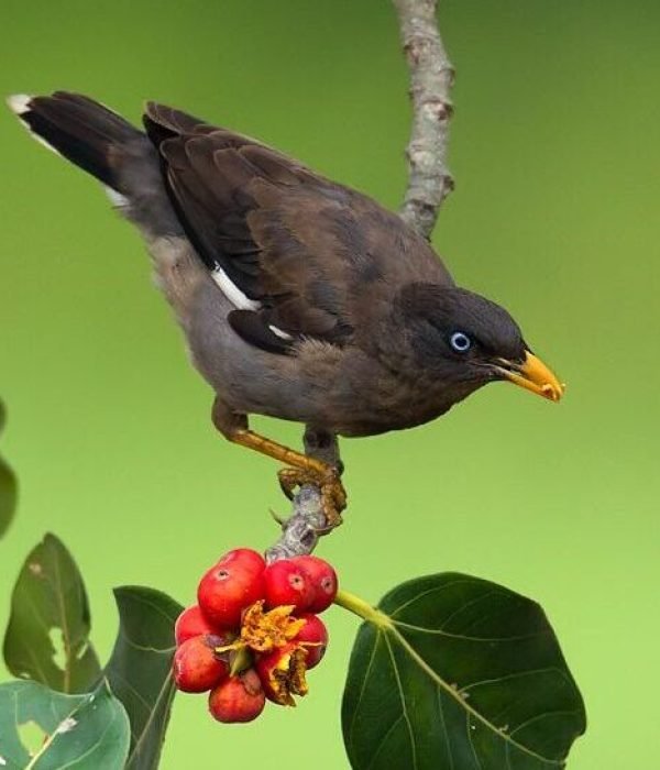 Indian Myna Pest Removal Melbourne