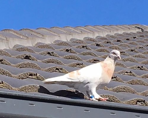 Pigeon pest Control
