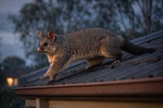 Possum Pest Control