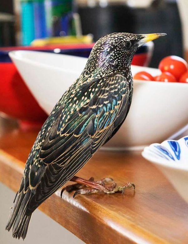 Starlings Bird Control Melbourne