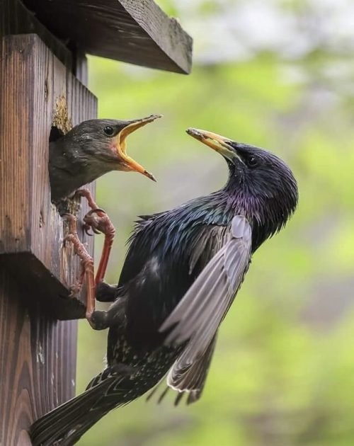 Starlings Bird Control Melbourne