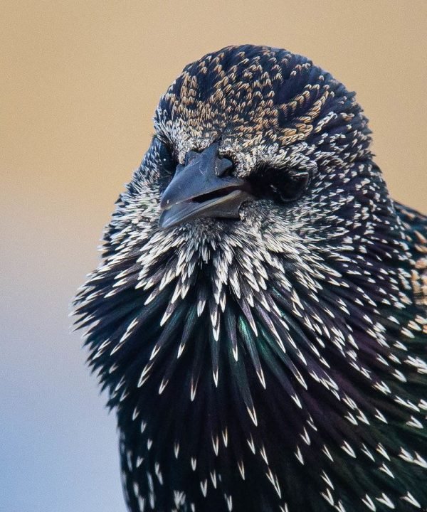 Starlings Control Melbourne